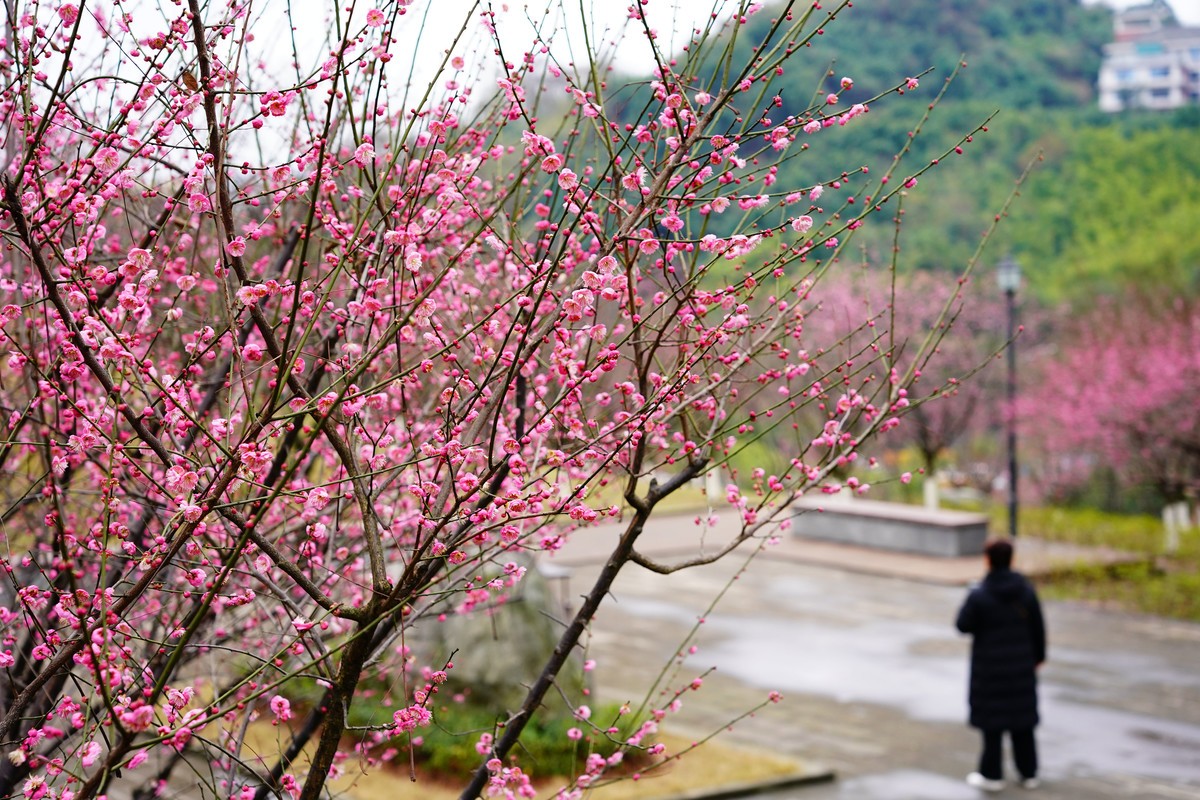 渣滓洞前红梅赞