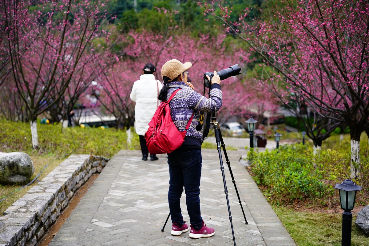 渣滓洞前红梅赞