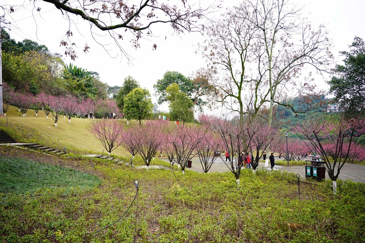渣滓洞前红梅赞
