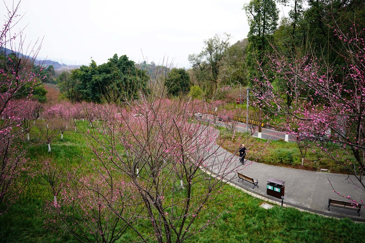 渣滓洞前红梅赞