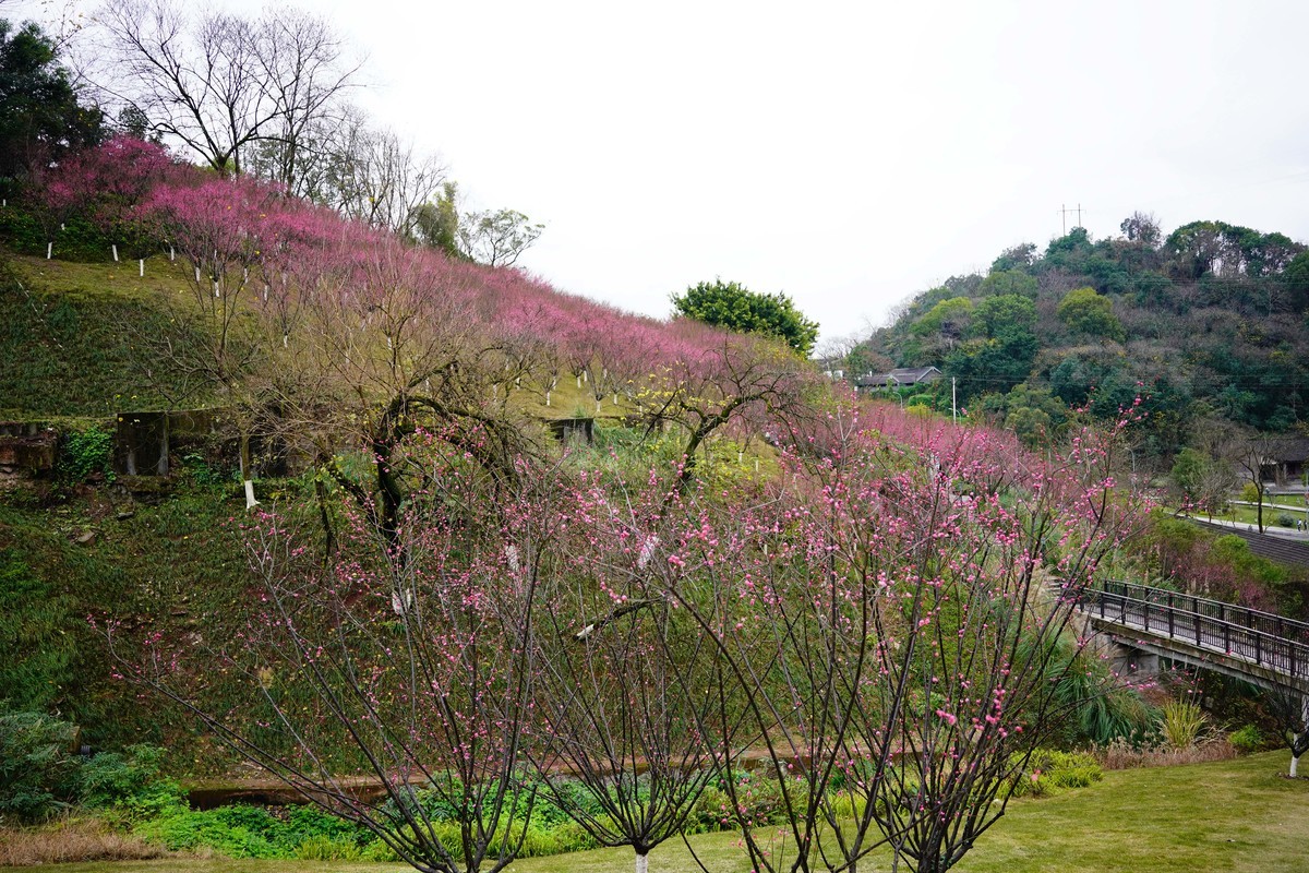 渣滓洞前红梅赞
