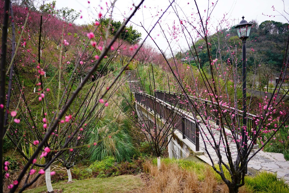 渣滓洞前红梅赞