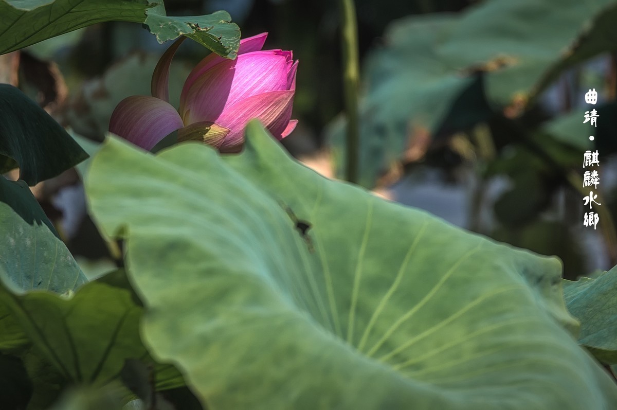 曲靖 · 麒麟水乡（2）