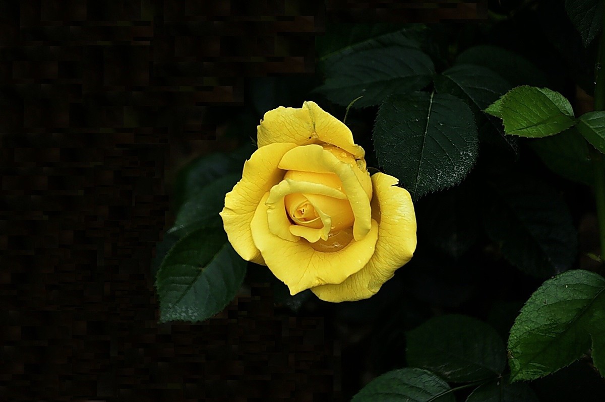 花美之约