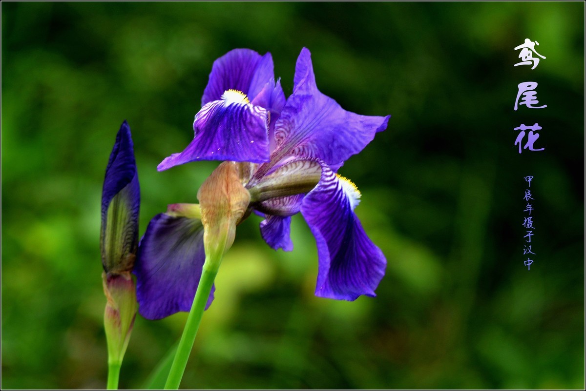 艳丽的鸢尾（2024210）