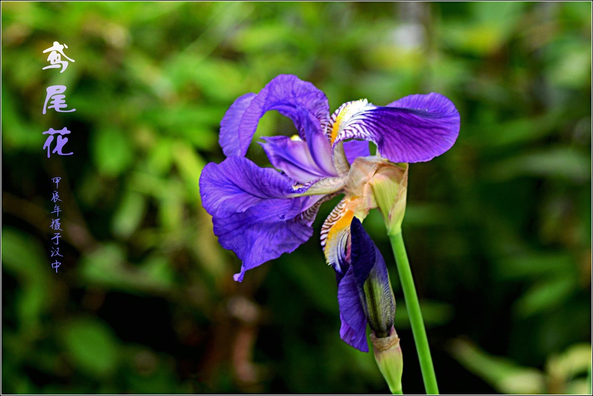 艳丽的鸢尾（2024210）