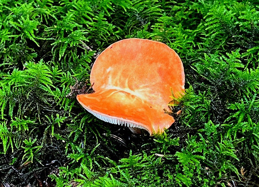 《不老松：纪实摄影》【山河锦绣】内蒙古：（19）白音敖包景：这才是毒蘑菇！