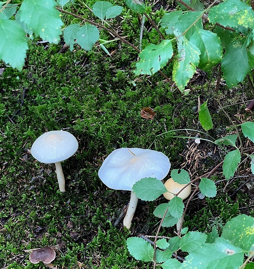 《不老松：纪实摄影》【山河锦绣】内蒙古：（19）白音敖包景：这才是毒蘑菇！