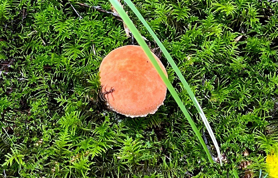 《不老松：纪实摄影》【山河锦绣】内蒙古：（19）白音敖包景：这才是毒蘑菇！