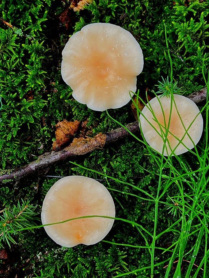 《不老松：纪实摄影》【山河锦绣】内蒙古：（19）白音敖包景：这才是毒蘑菇！