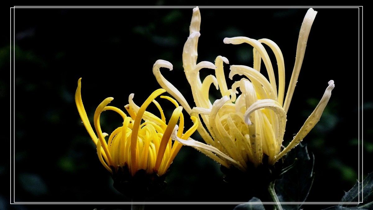 2024.第65届羊诚菊会 (4)