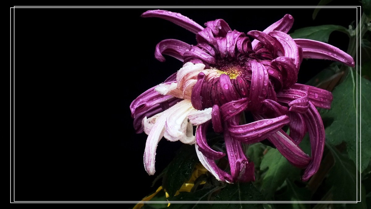 2024.第65届羊诚菊会 (4)