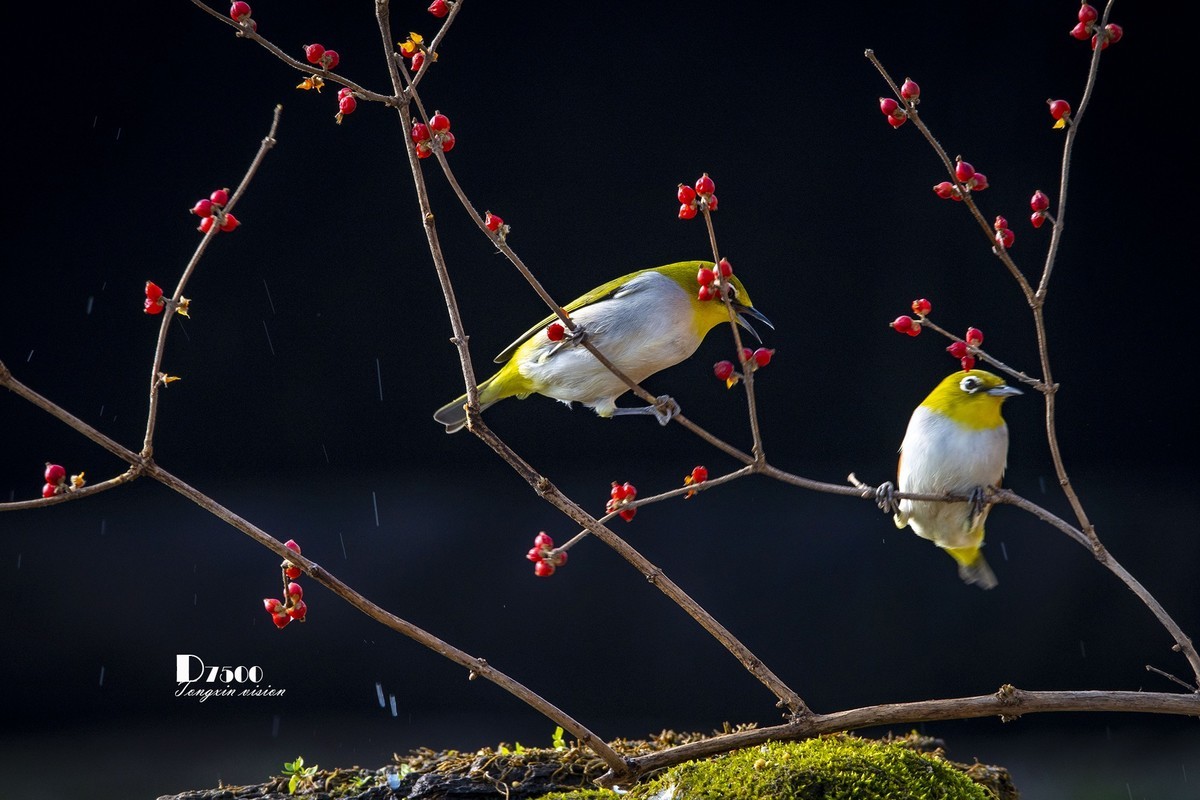 一雀又一雀（28）