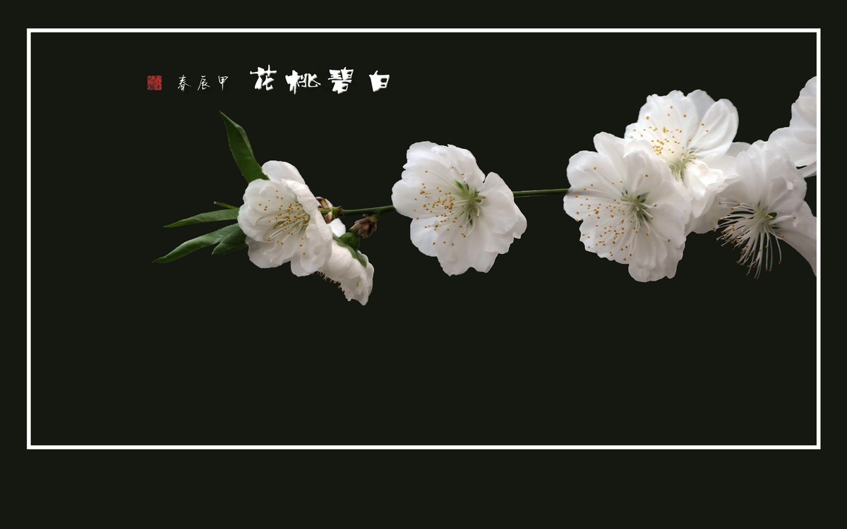 银蕊飘飘的白碧桃花