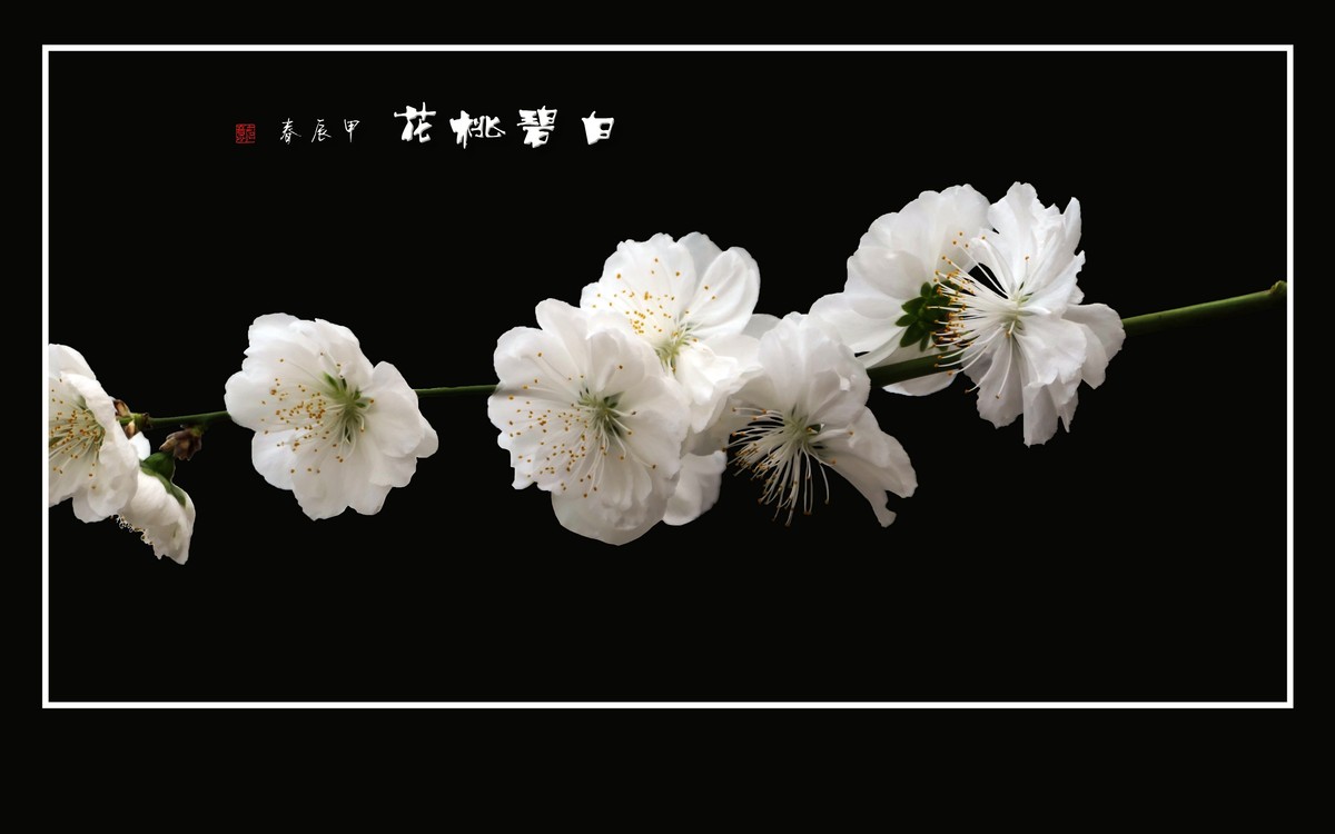 银蕊飘飘的白碧桃花