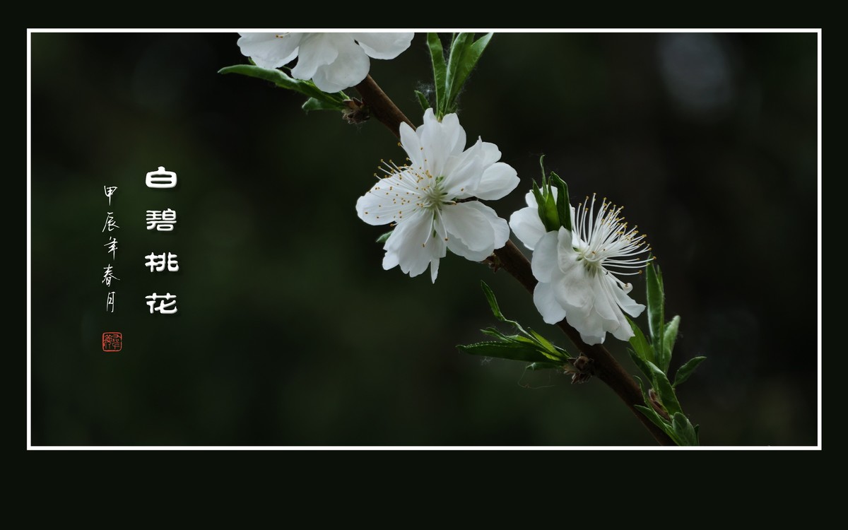 银蕊飘飘的白碧桃花