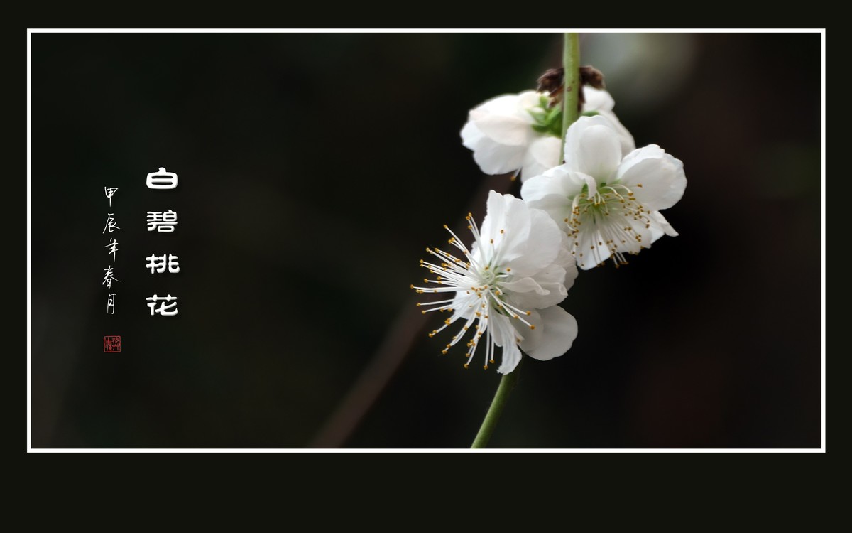 银蕊飘飘的白碧桃花