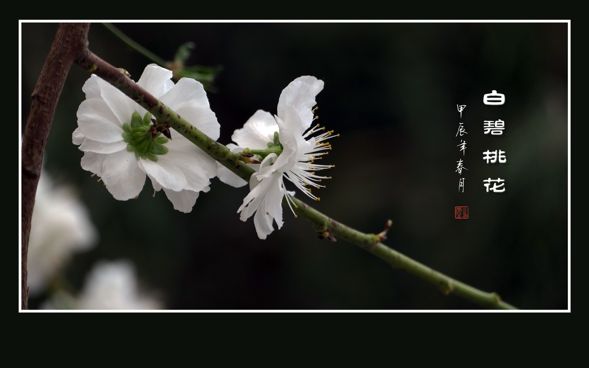 银蕊飘飘的白碧桃花