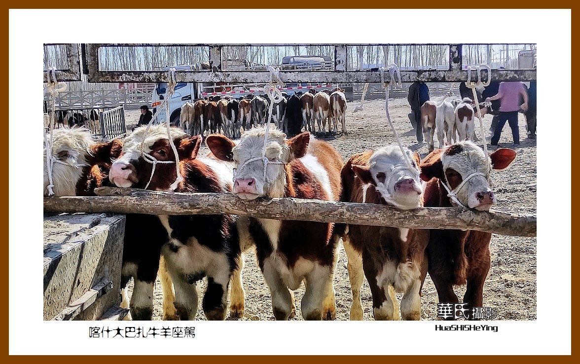 2023西行游记（新疆070）—喀什大巴扎牛羊座驾（喀什）