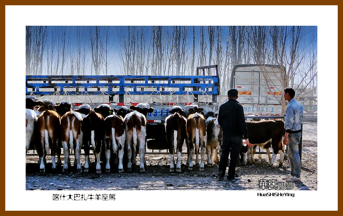 2023西行游记（新疆070）—喀什大巴扎牛羊座驾（喀什）