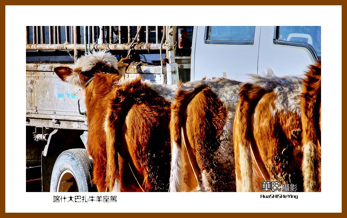 2023西行游记（新疆070）—喀什大巴扎牛羊座驾（喀什）