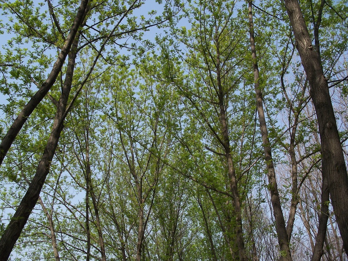 疫情期间逛公园，C875来几张