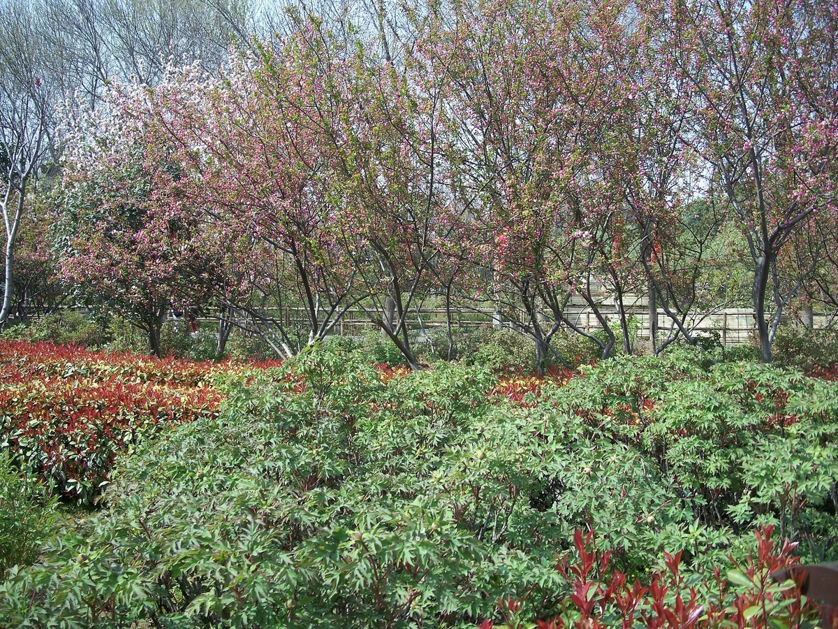 疫情期间逛公园，C875来几张