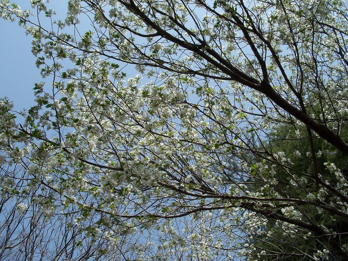 疫情期间逛公园，C875来几张