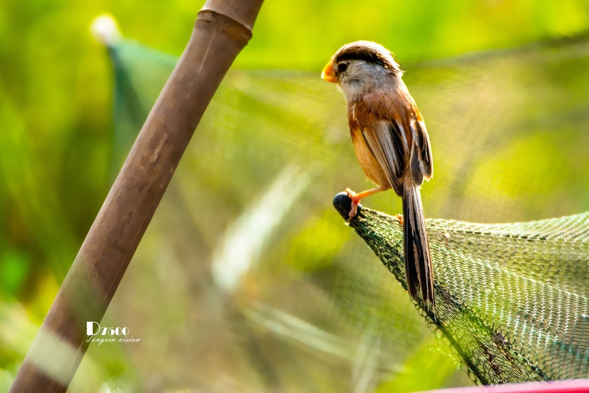 震旦雅雀（47）