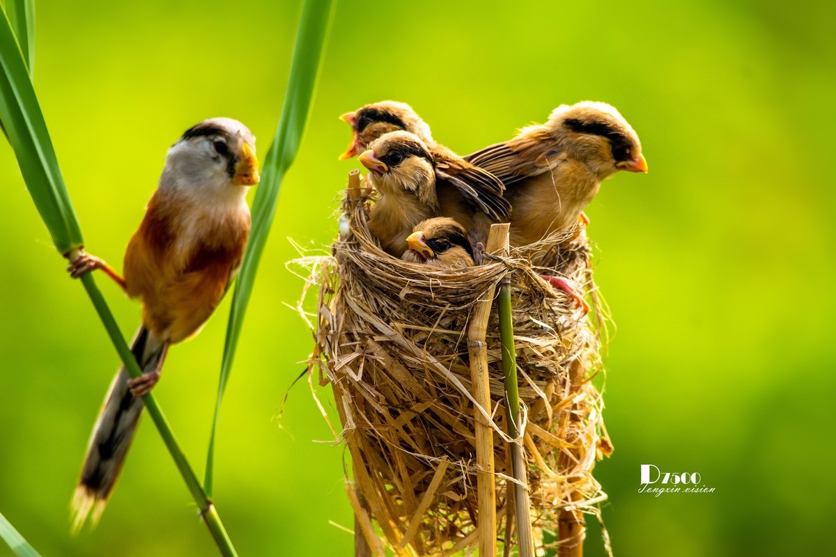 震旦雅雀（47）