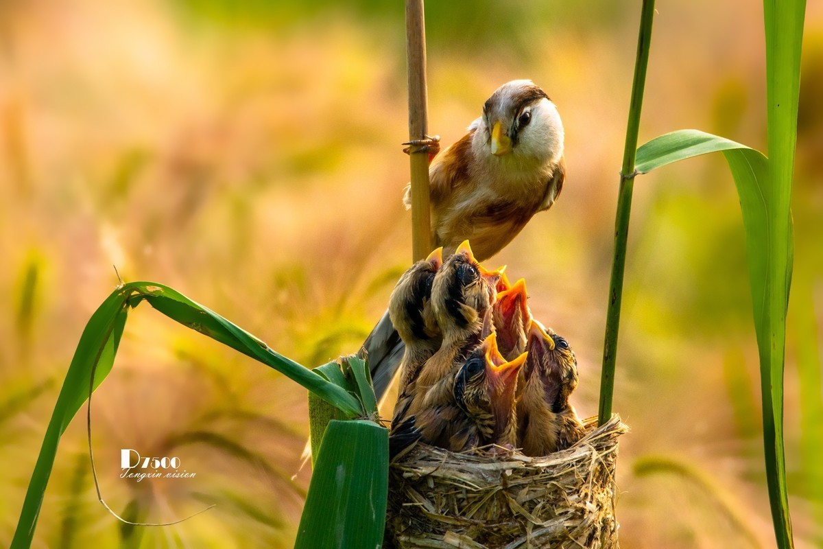 震旦雅雀（47）