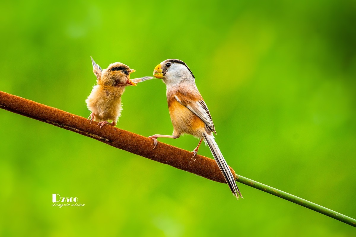 震旦雅雀（47）