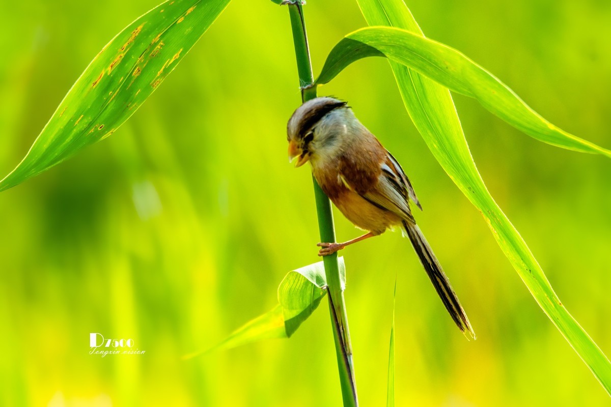 震旦雅雀（47）