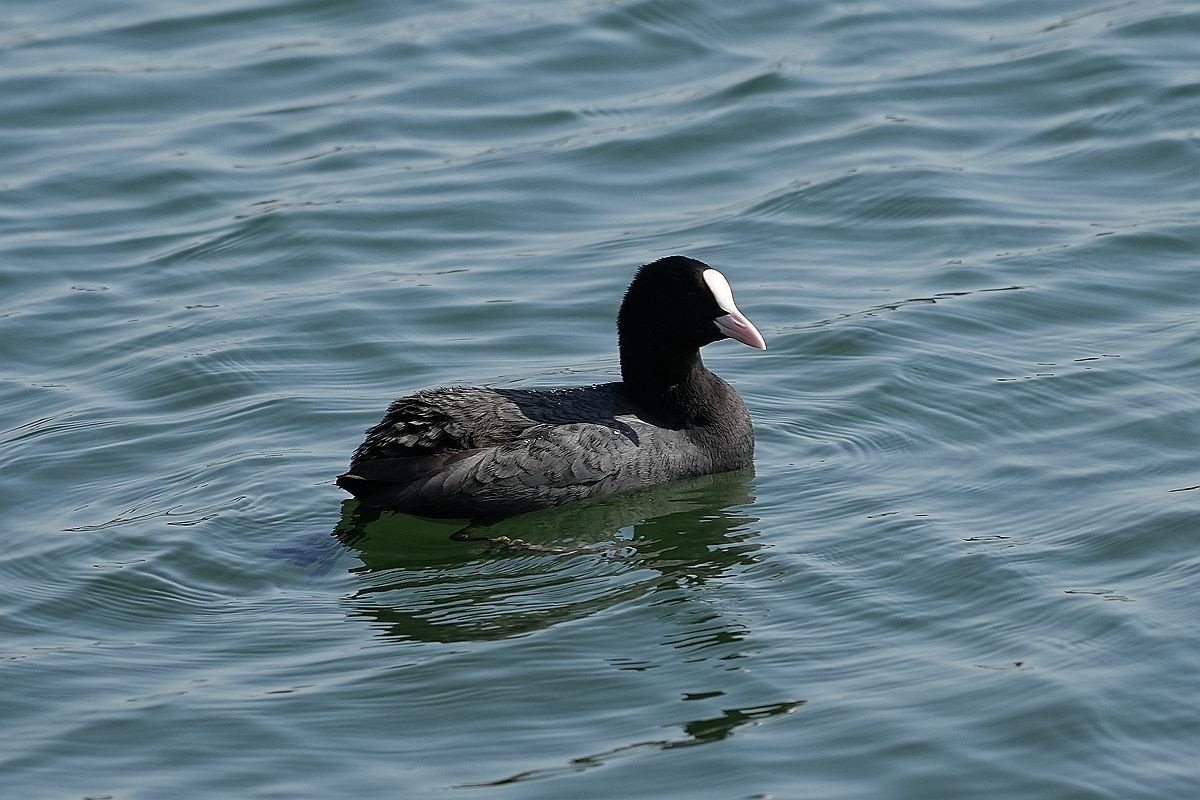 湖面上的几种水鸟