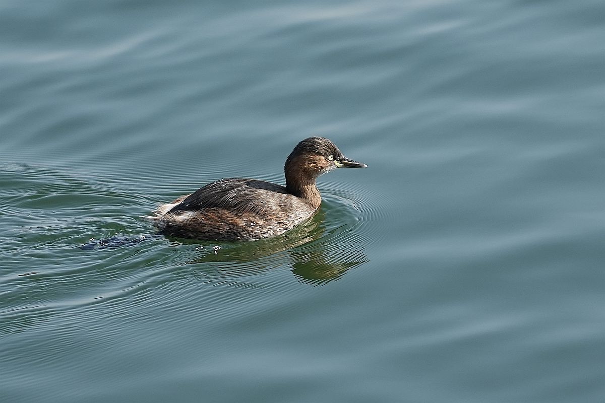 湖面上的几种水鸟