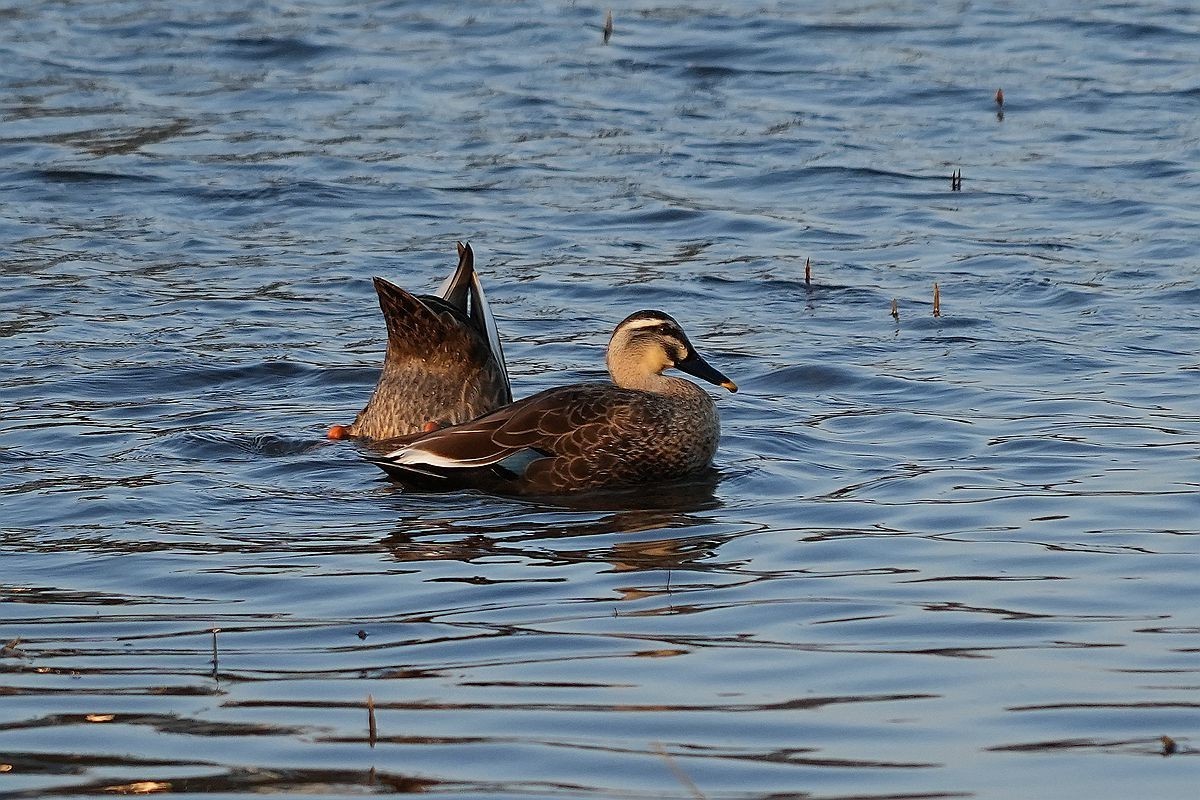 湖面上的几种水鸟