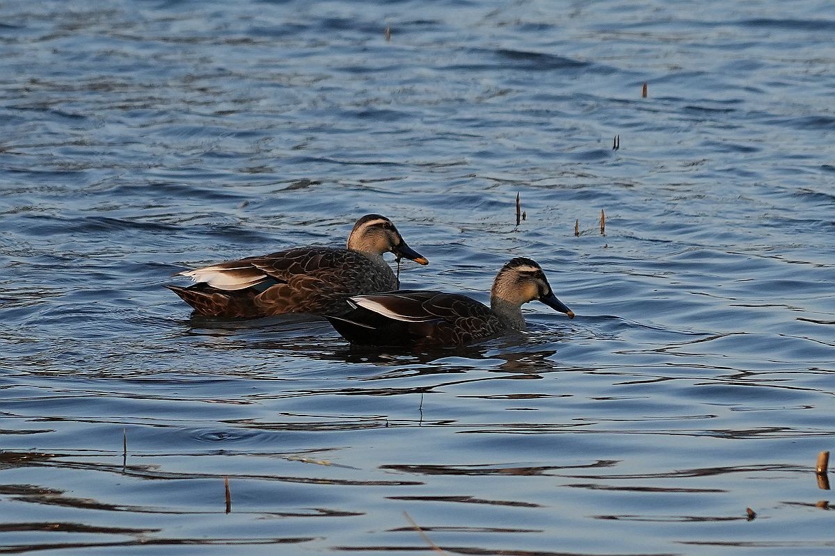 湖面上的几种水鸟