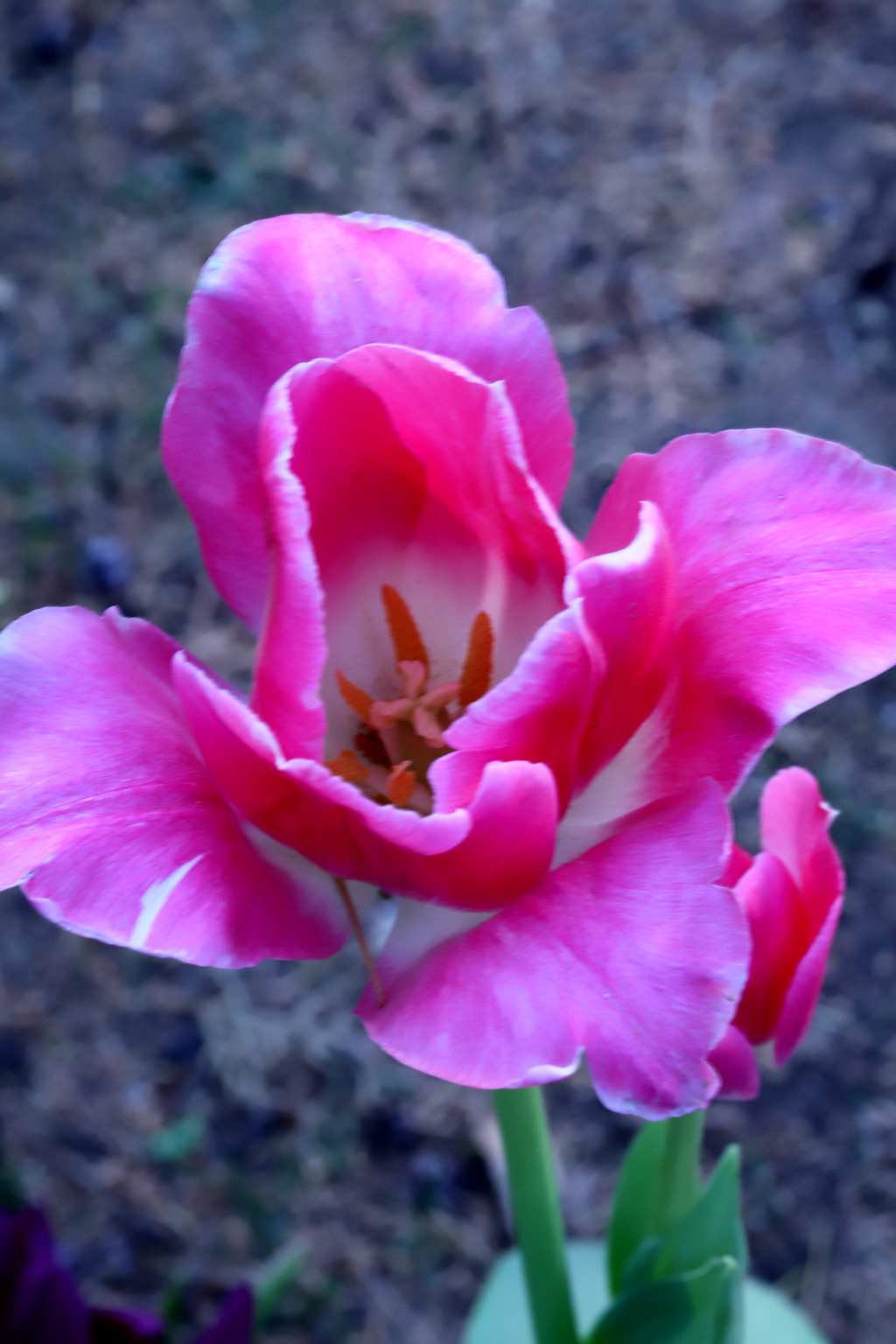 中山公园郁金香