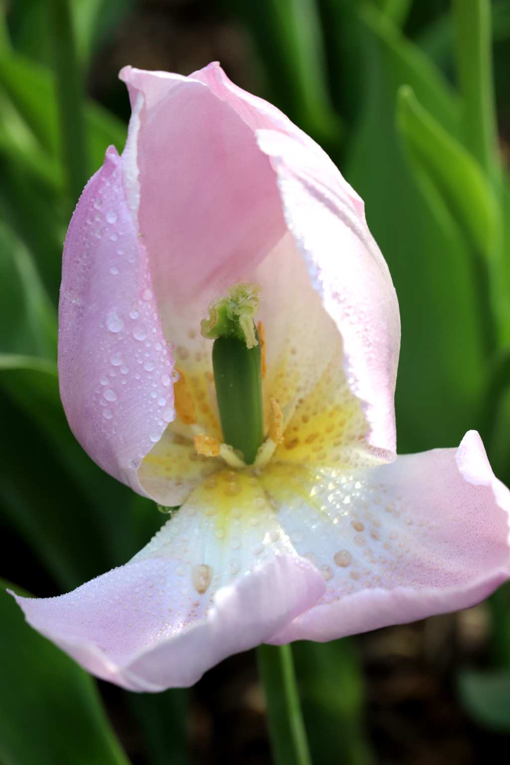 中山公园郁金香