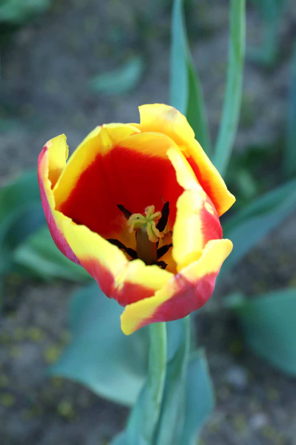 中山公园郁金香