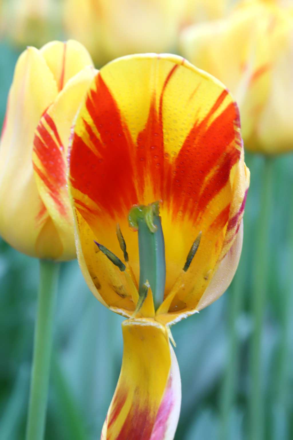 中山公园郁金香