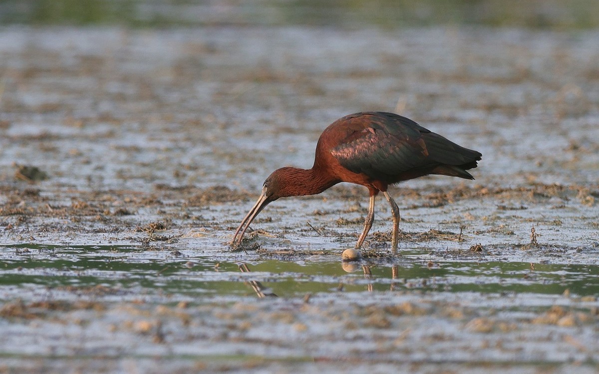 珍稀鸟类  彩鹮