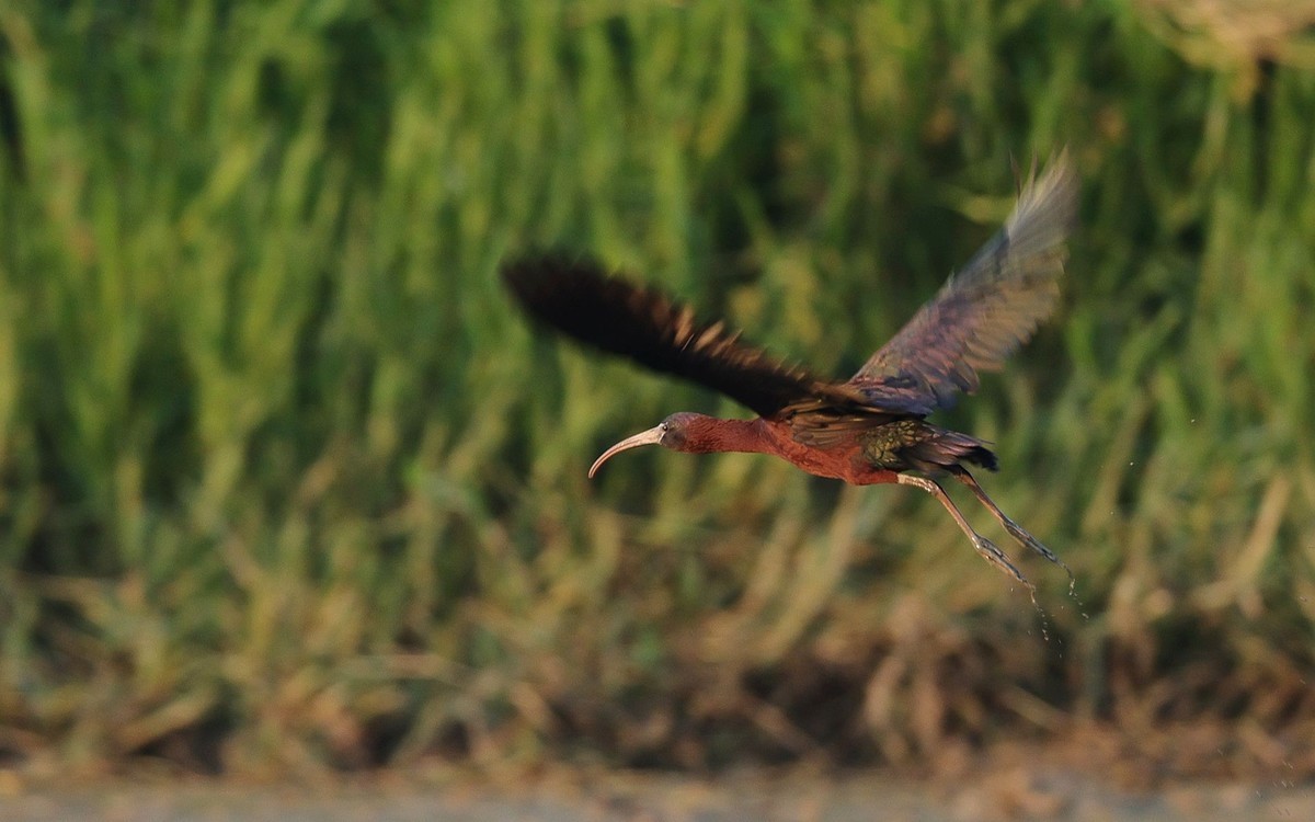 珍稀鸟类  彩鹮