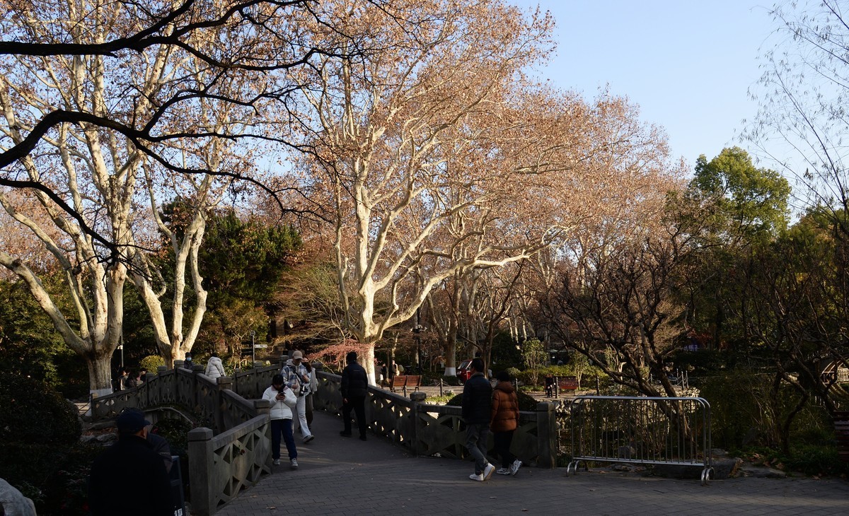 冬园夕辉（五）