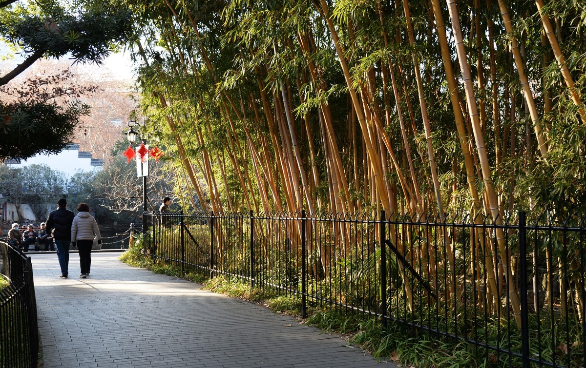 冬园夕辉（五）