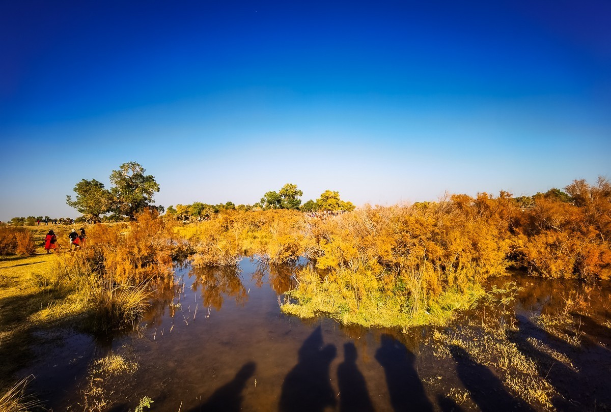 酒泉弱水胡扬林掠影