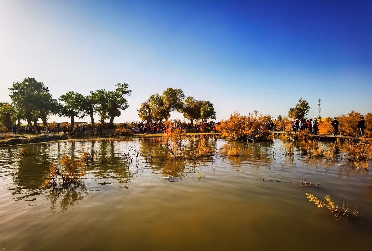 酒泉弱水胡扬林掠影