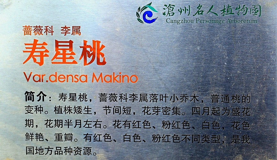 《不老松：纪实摄影》寿星桃 (2)