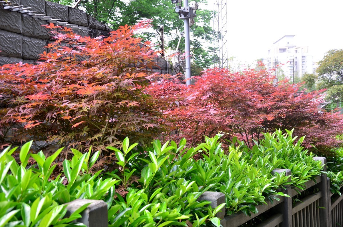 重庆主城“半山崖线”风景 (六)