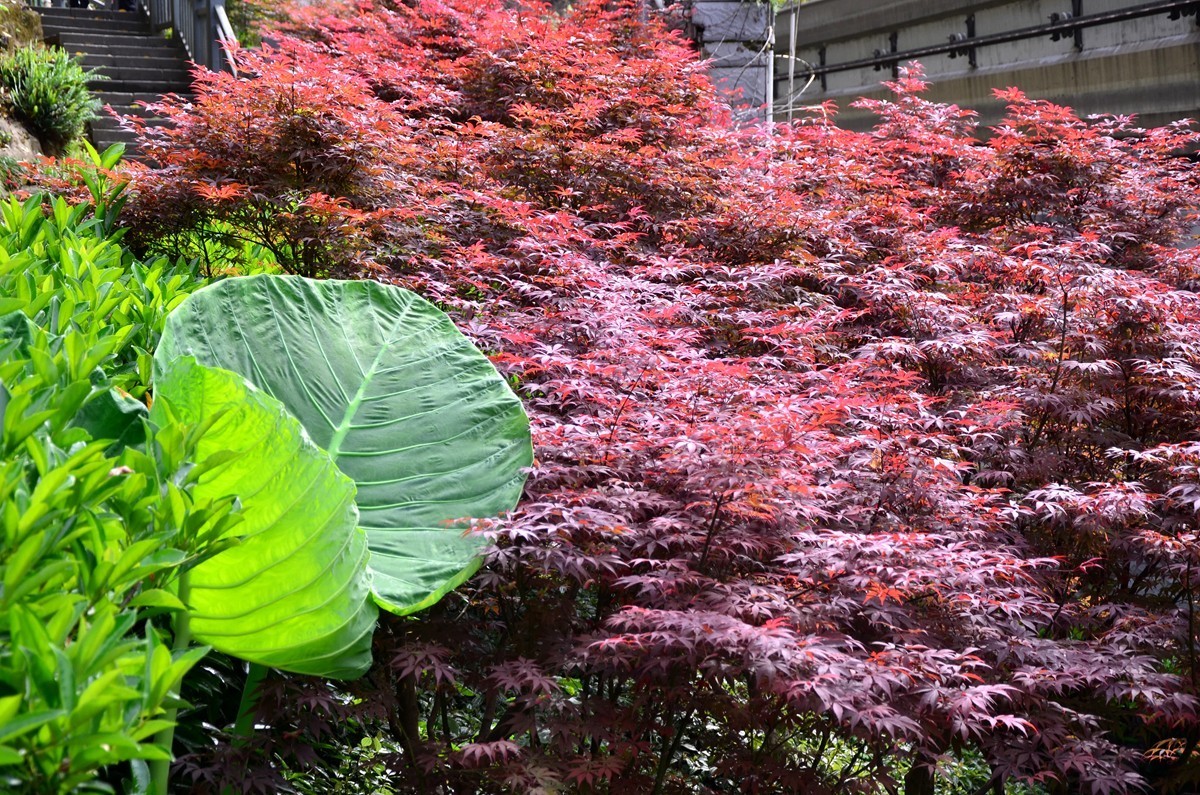 重庆主城“半山崖线”风景 (六)